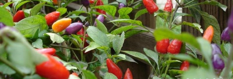 七彩椒怎么種植好？種植時(shí)間與技巧